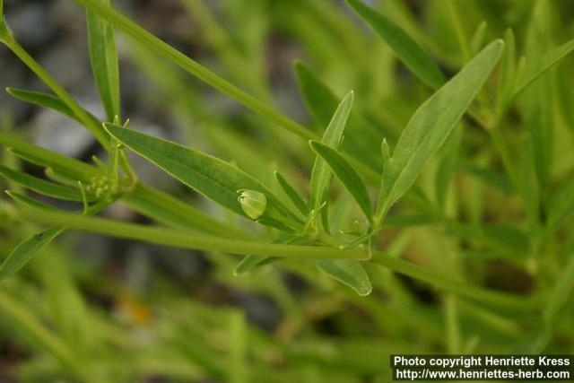 Photo: Coreopsis lanceolata 2.