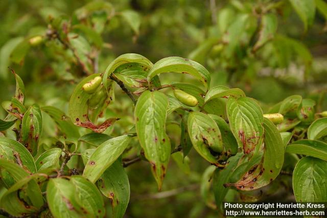 Photo: Cornus officinalis 2.