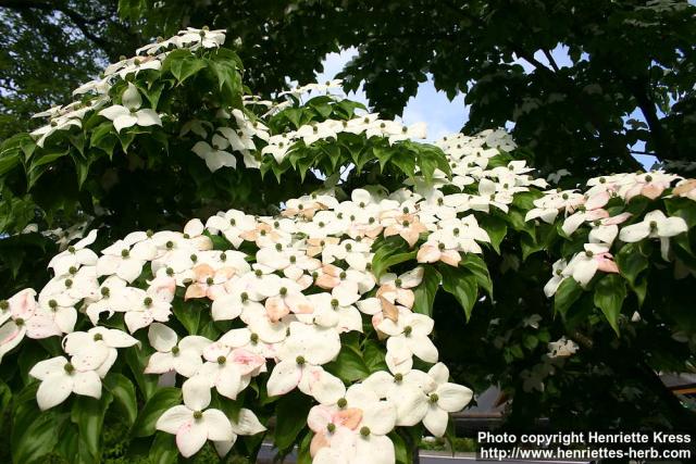 Photo: Cornus kousa 5.