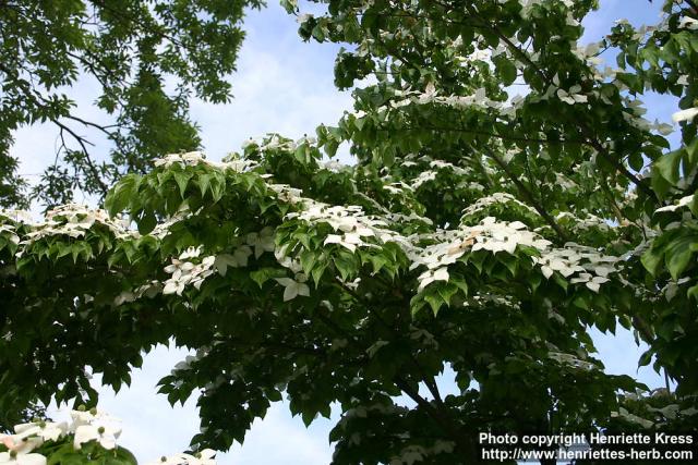 Photo: Cornus kousa 7.