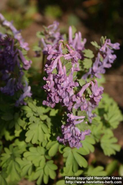 Photo: Corydalis solida 23.