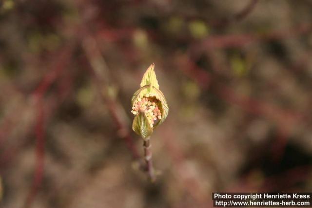 Photo: Cornus alba 04.