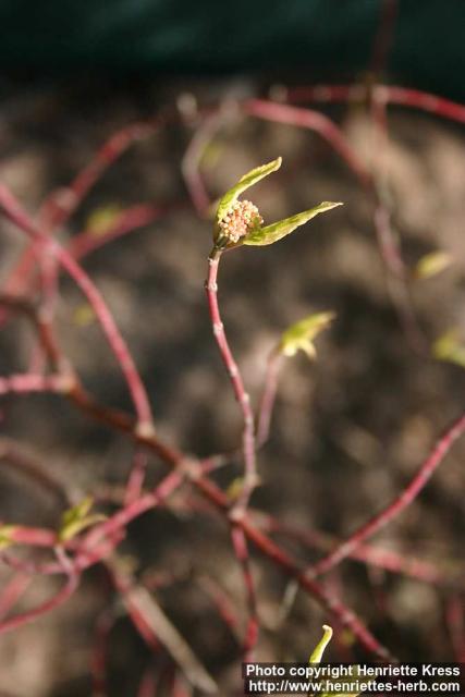 Photo: Cornus alba 06.