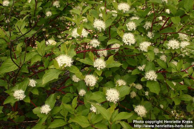 Photo: Cornus alba 09.