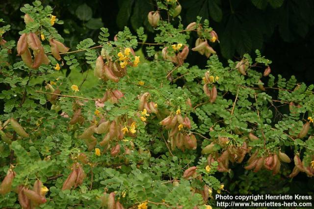 Photo: Colutea arborescens 7.