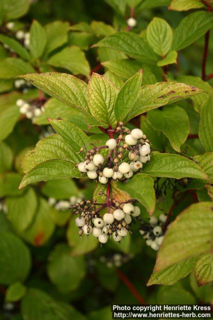 Photo: Cornus alba 12.