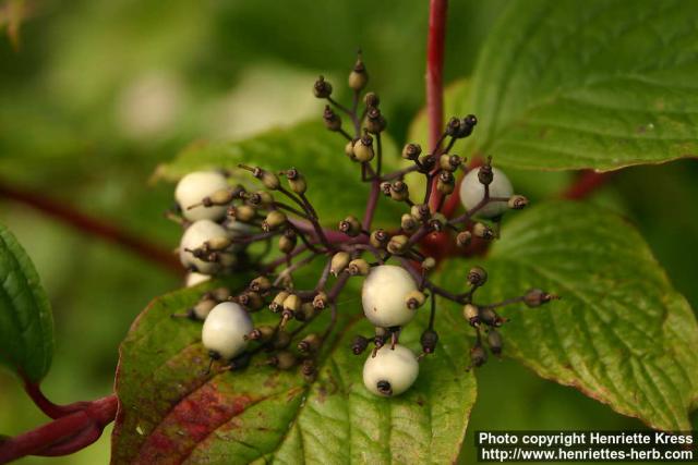 Photo: Cornus alba 13.