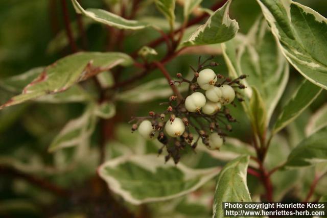 Photo: Cornus alba 17.