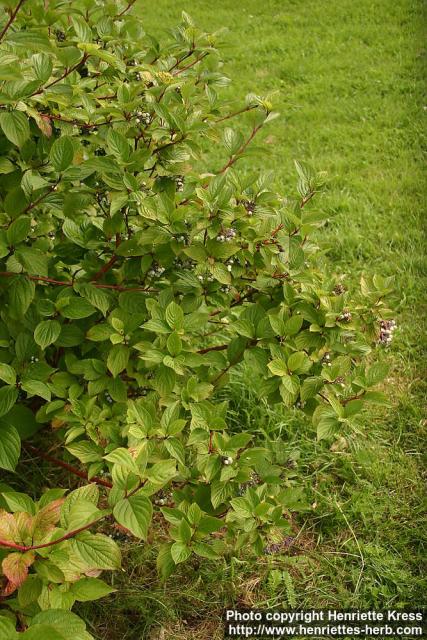 Photo: Cornus alba 19.