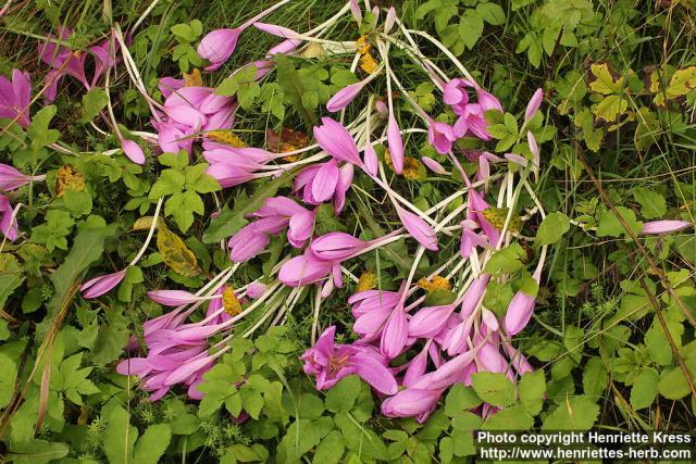 Photo: Colchicum autumnale 09.