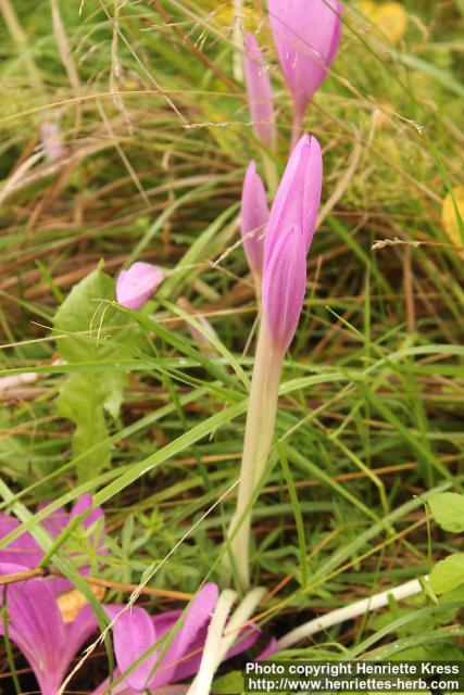 Photo: Colchicum autumnale 10.