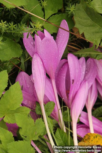 Photo: Colchicum autumnale 11.