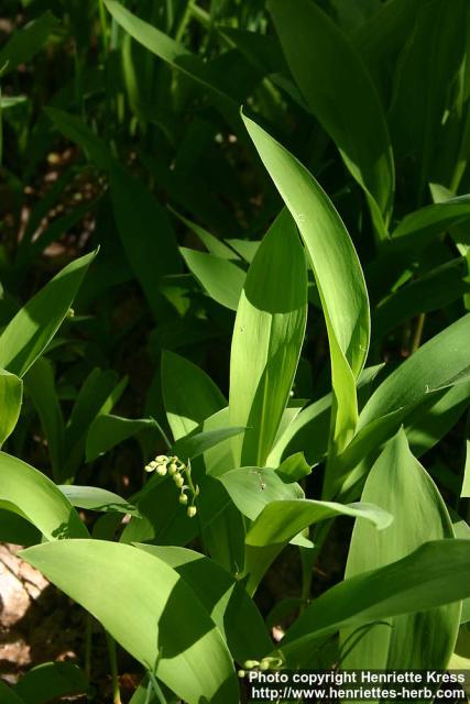 Photo: Convallaria majalis 14.