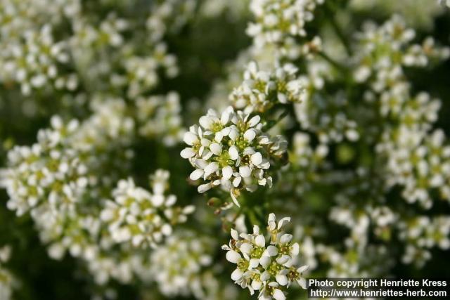 Photo: Cochlearia officinalis 1.