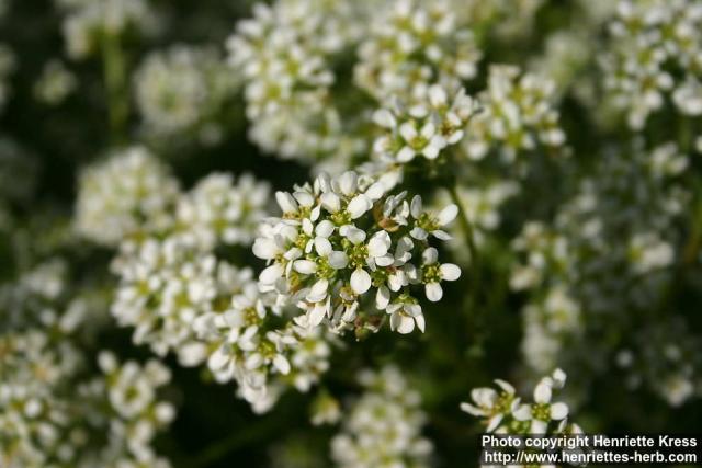 Photo: Cochlearia officinalis 2.