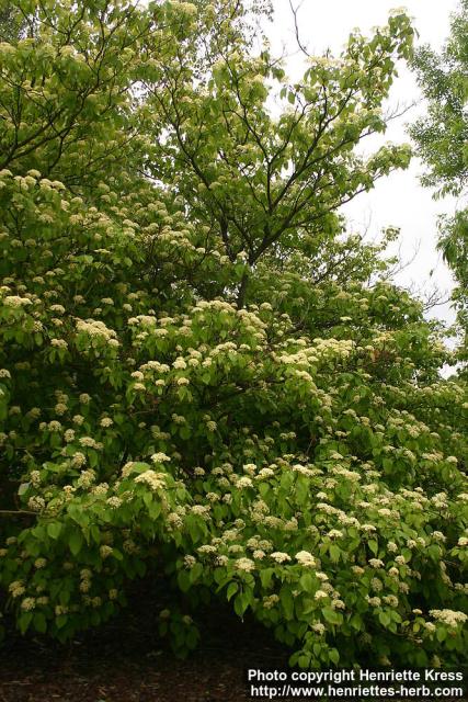 Photo: Cornus alternifolia 4.