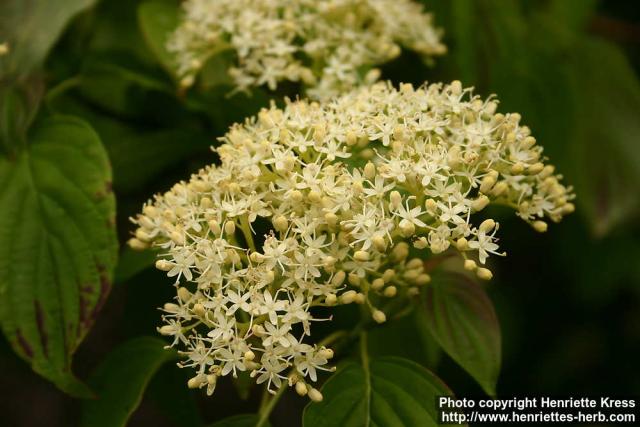 Photo: Cornus alternifolia 6.