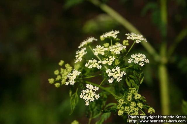 Photo: Conium maculatum 11.