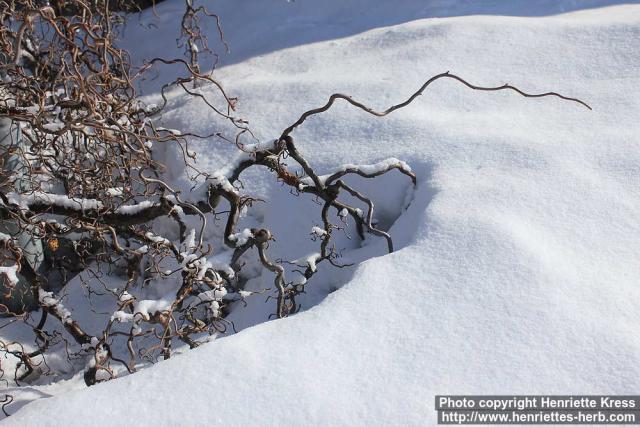 Photo: Corylus avellana cont 13.