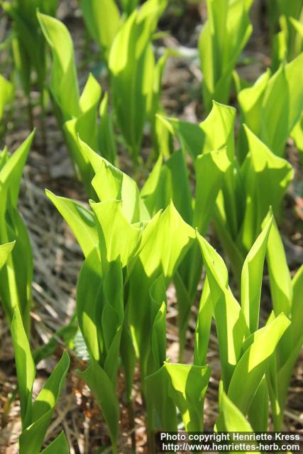 Photo: Convallaria majalis 16.