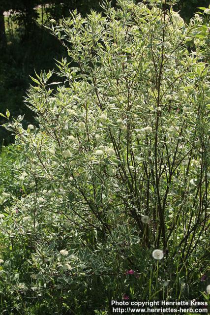 Photo: Cornus alba 21.