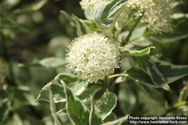 Photo: Cornus alba 22.