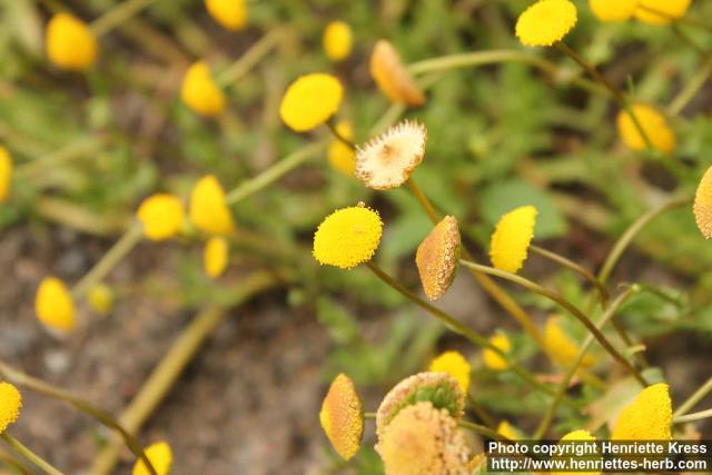 Photo: Cotula leptalea 1.