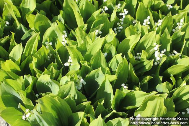 Photo: Convallaria majalis 17.