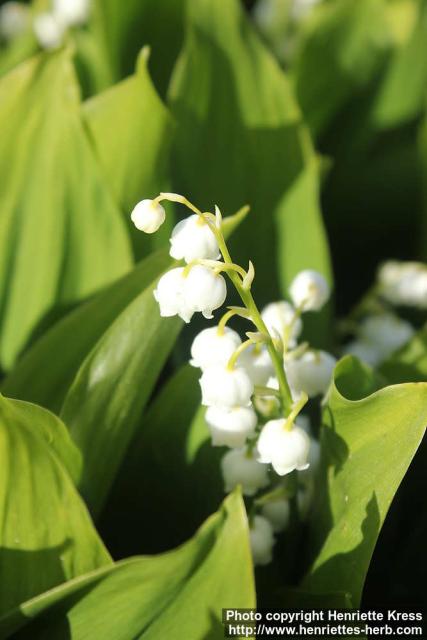 Photo: Convallaria majalis 18.