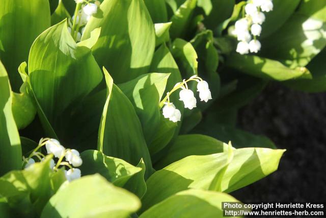 Photo: Convallaria majalis 20.