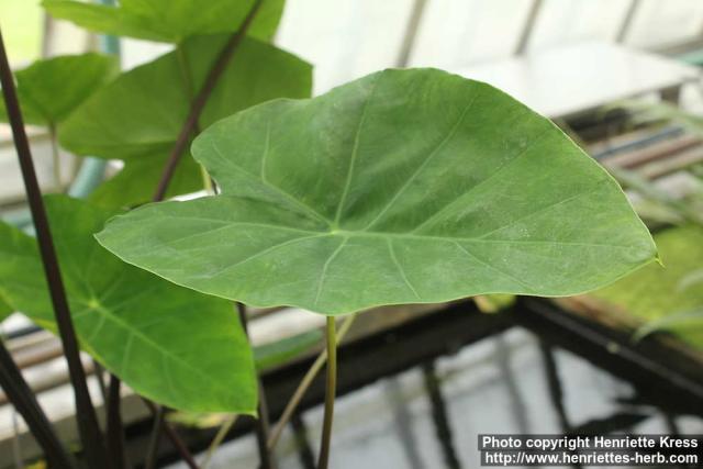 Photo: Colocasia esculenta 4.