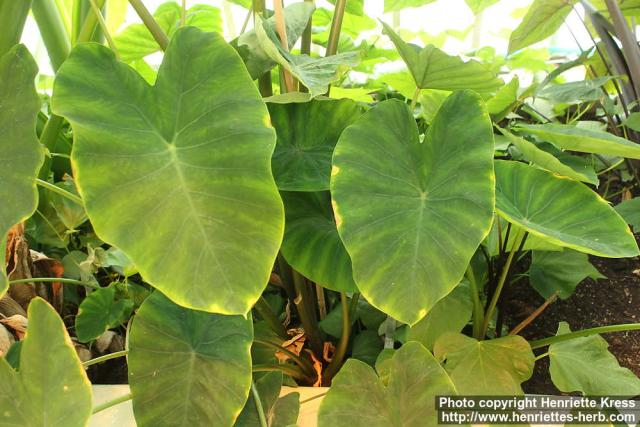 Photo: Colocasia esculenta 5.