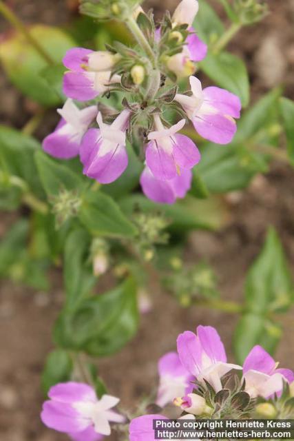 Photo: Collinsia heterophylla 2.