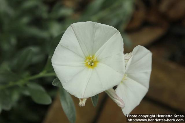 Photo: Convolvulus cneorum 2.