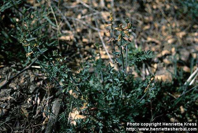 Photo: Corydalis aurea.