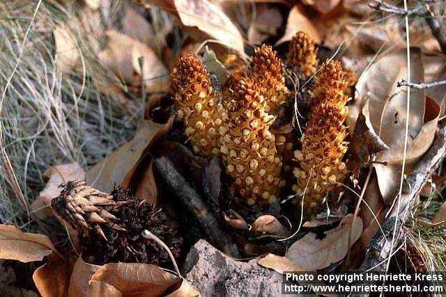 Photo: Conopholis alpina.