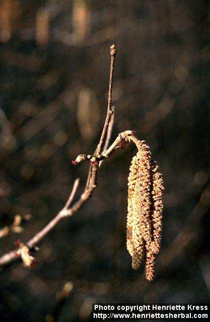 Photo: Corylus avellana 1.