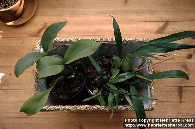 Photo: Coelogyne cristata.