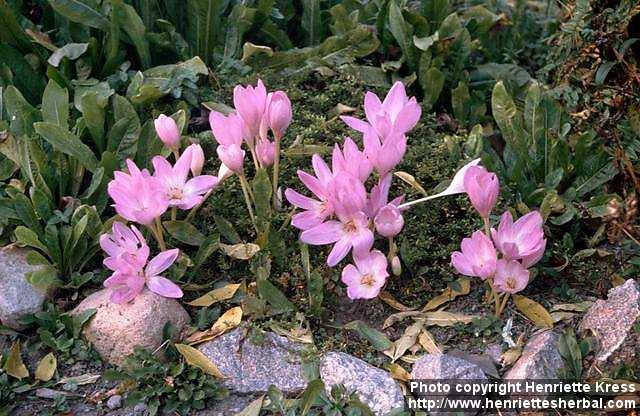 Photo: Colchicum autumnale 2.