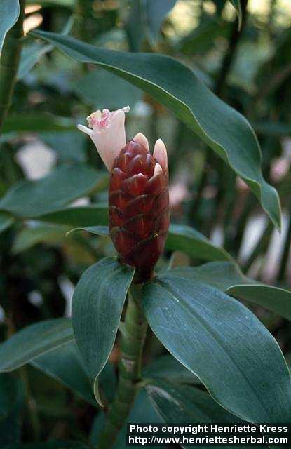 Photo: Costus spiralis.