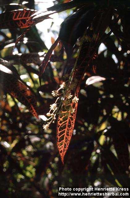 Photo: Codiaeum variegatum.