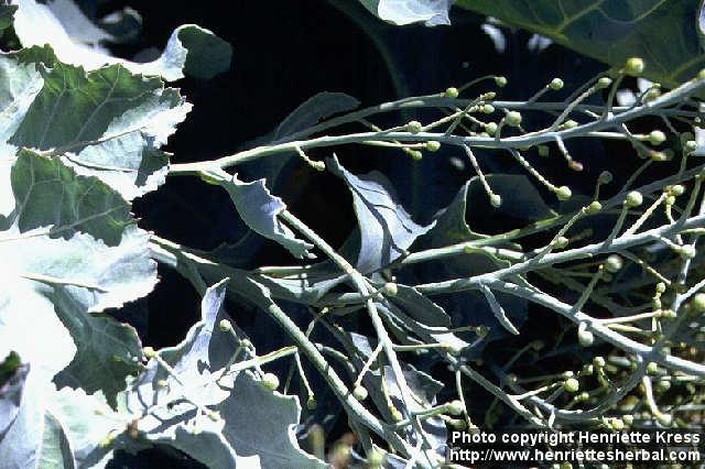 Photo: Crambe maritima 1.