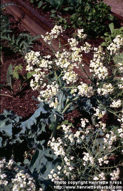 Photo: Crambe maritima 3.