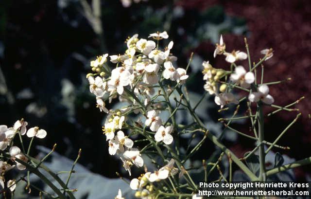 Photo: Crambe maritima 4.