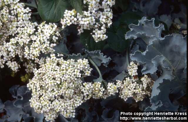 Photo: Crambe maritima 5.