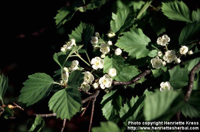 Photo: Crataegus 2.