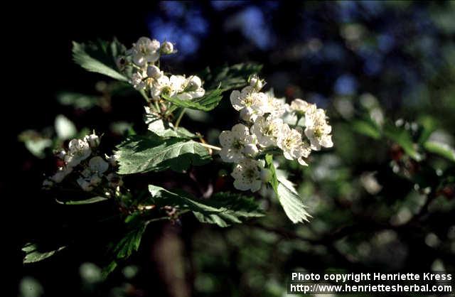 Photo: Crataegus 3.