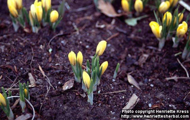 Photo: Crocus flavus 1.