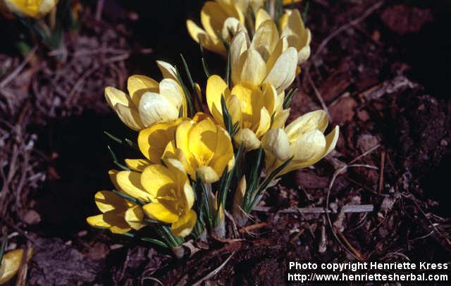 Photo: Crocus flavus 3.