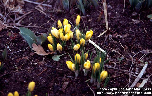 Photo: Crocus flavus.